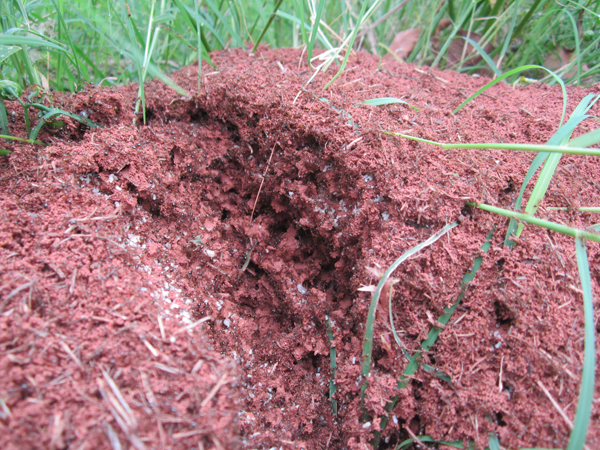 公園、社區(qū)、校園等公共場(chǎng)所進(jìn)行有效紅火蟻防制